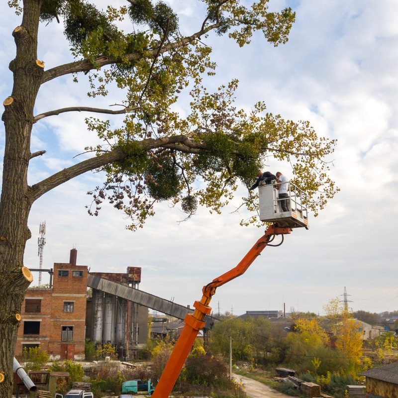 tree-removal_1